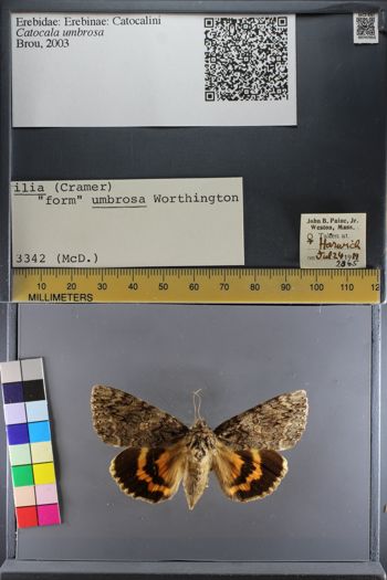 Media type: image;   Entomology 747053